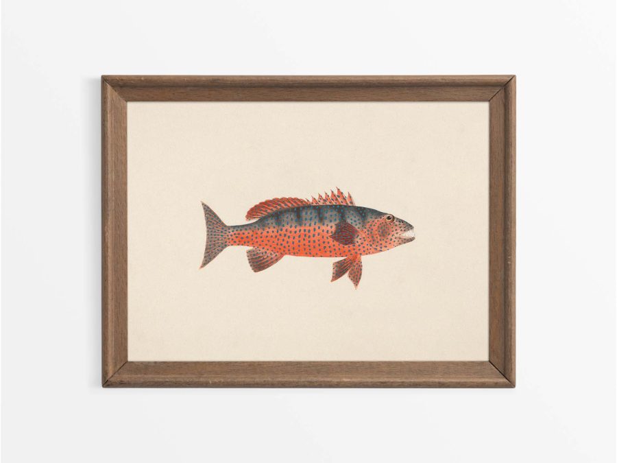 Fish X Vintage Art Print