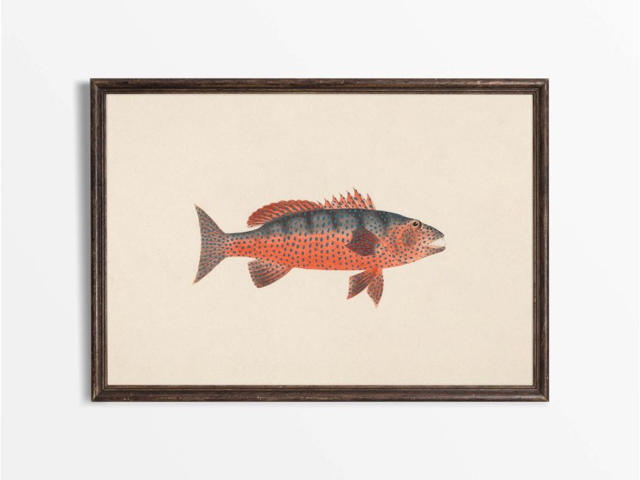 Fish X Vintage Art Print