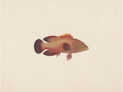 Fish XI Vintage Art Print