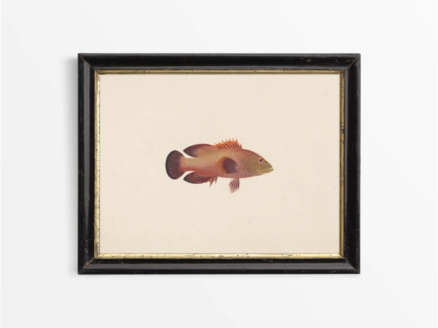 Fish XI Vintage Art Print