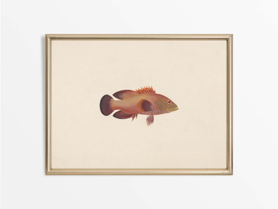 Fish XI Vintage Art Print