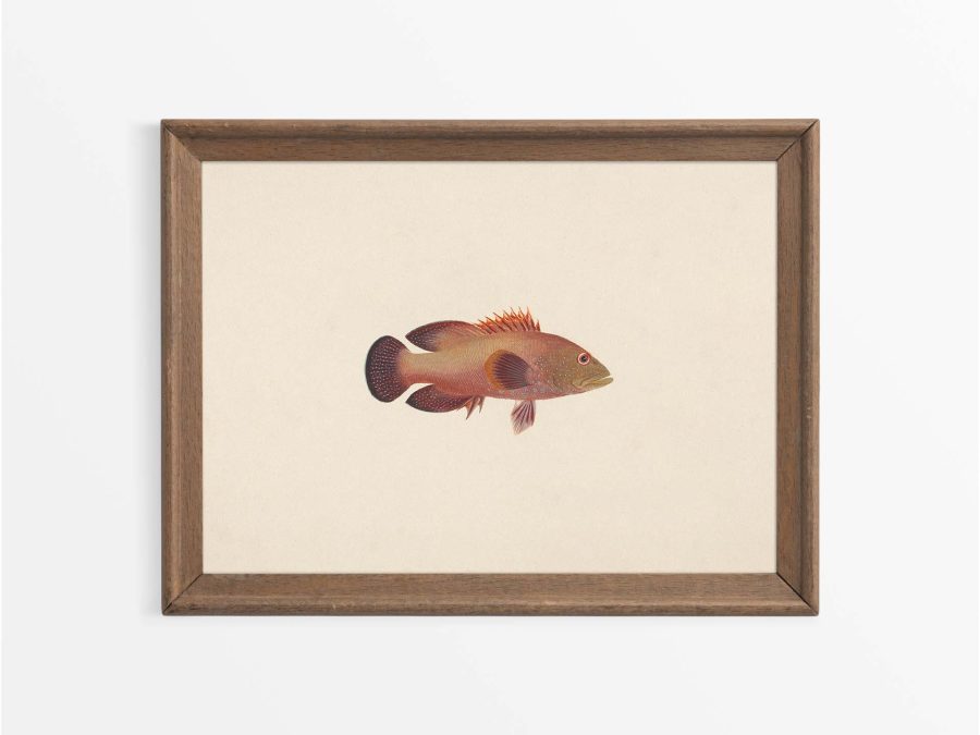 Fish XI Vintage Art Print