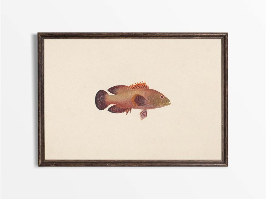 Fish XI Vintage Art Print