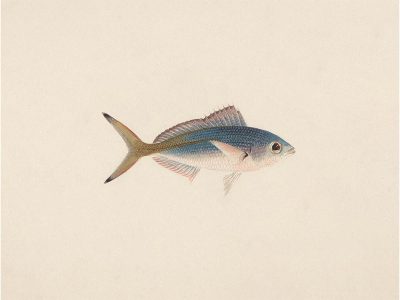 Fish XII Vintage Art Print