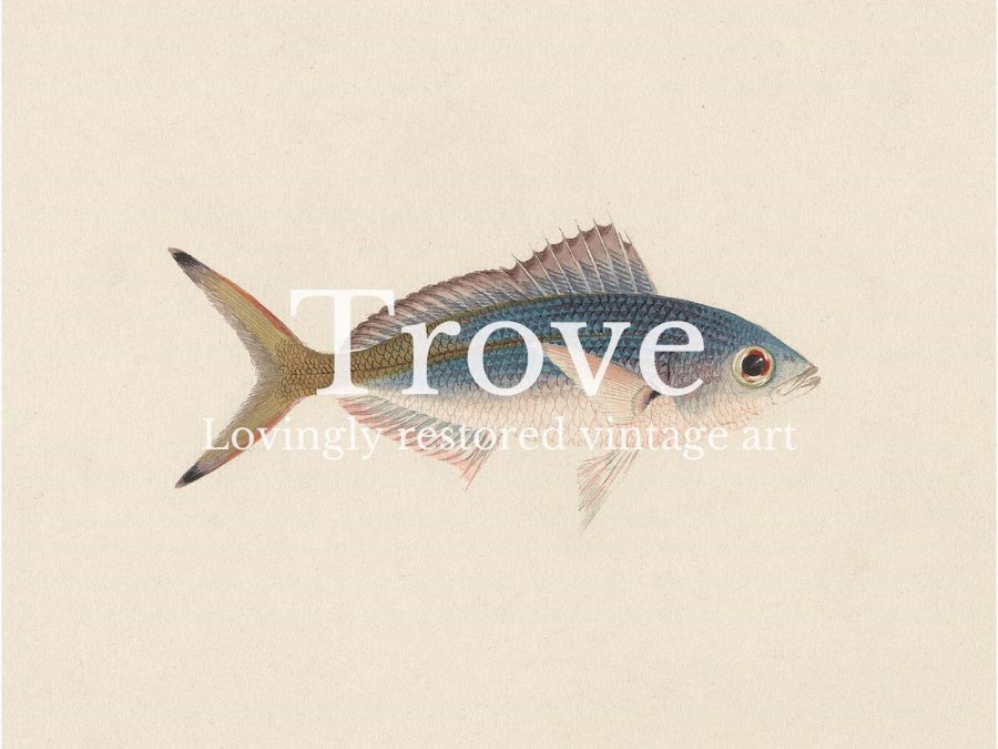 Fish XII Vintage Art Print