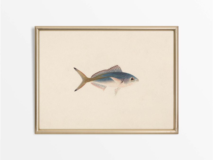 Fish XII Vintage Art Print