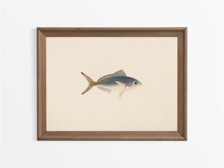 Fish XII Vintage Art Print