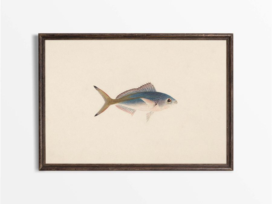 Fish XII Vintage Art Print