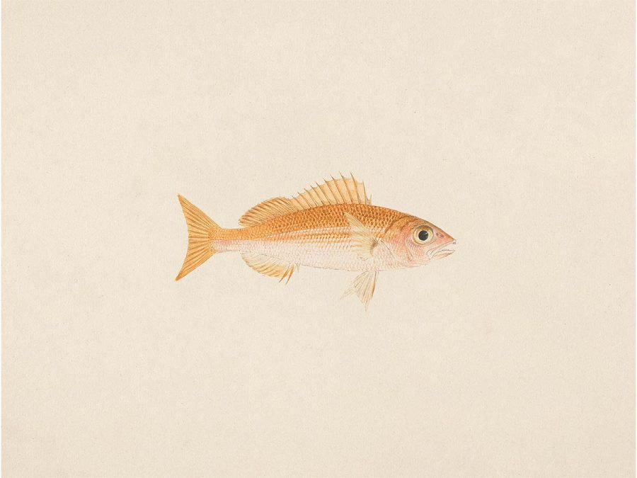 Fish XIII Vintage Art Print