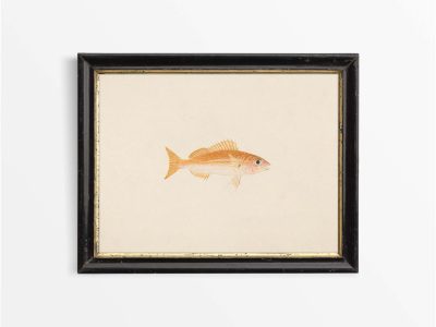 Fish XIII Vintage Art Print