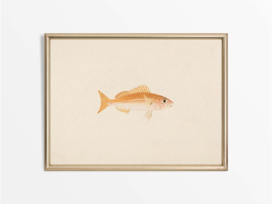 Fish XIII Vintage Art Print