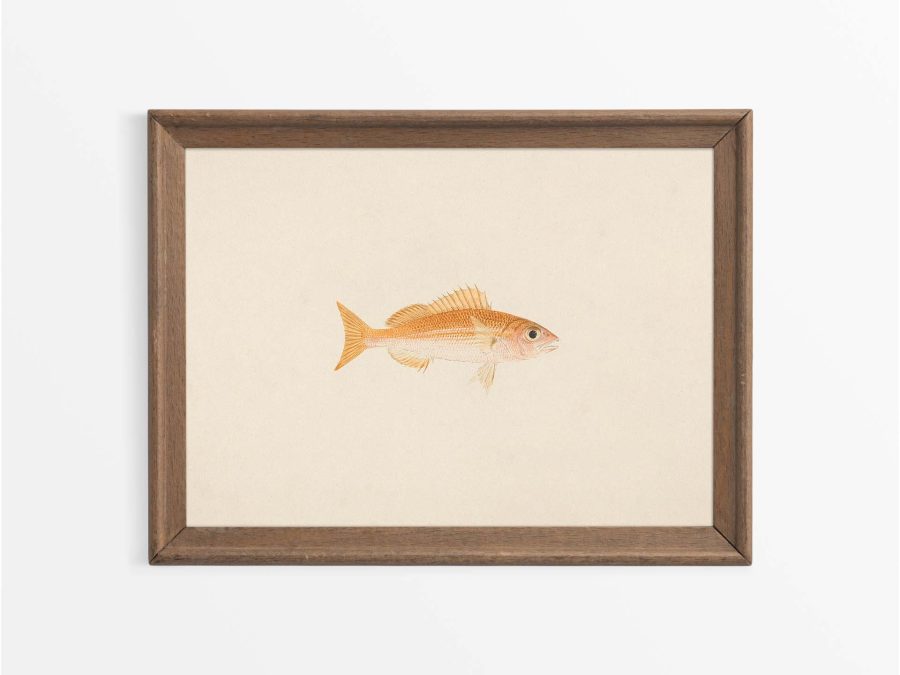 Fish XIII Vintage Art Print