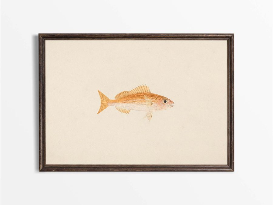 Fish XIII Vintage Art Print