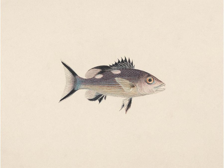 Fish XIV Vintage Art Print