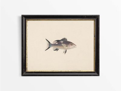 Fish XIV Vintage Art Print