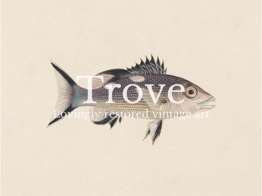 Fish XIV Vintage Art Print