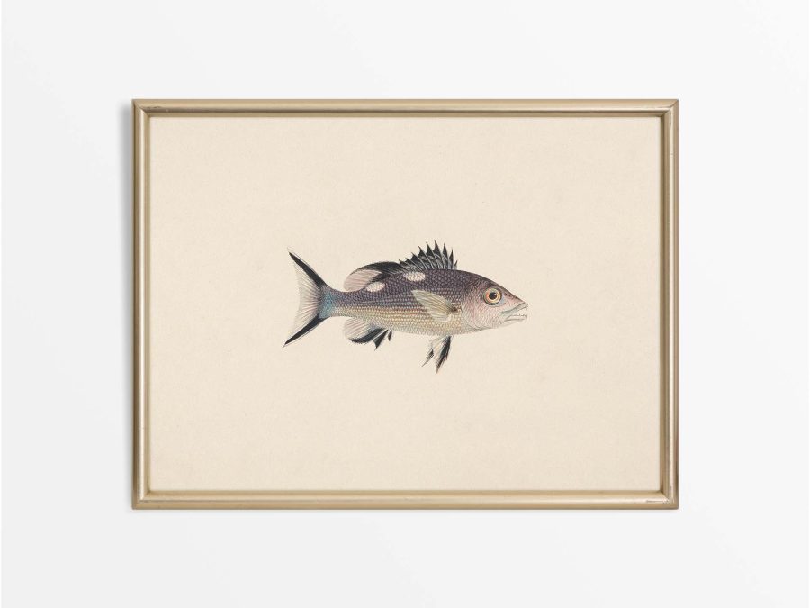 Fish XIV Vintage Art Print