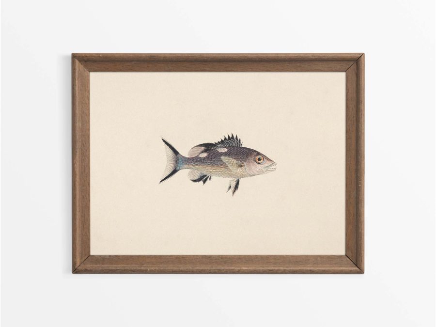 Fish XIV Vintage Art Print