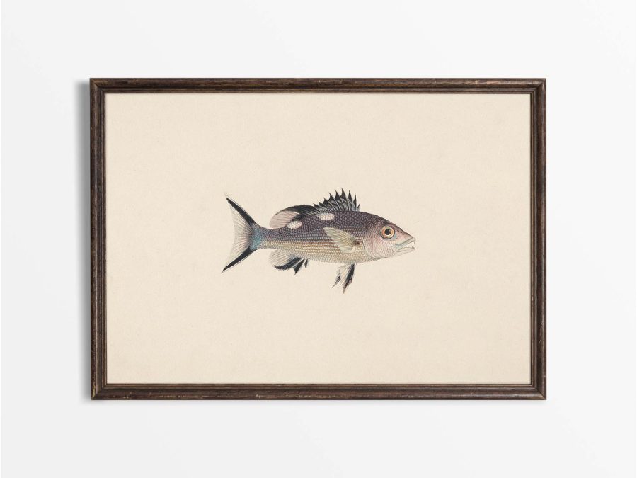 Fish XIV Vintage Art Print