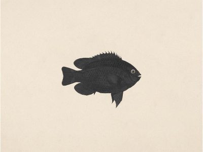 Fish XIX Vintage Art Print