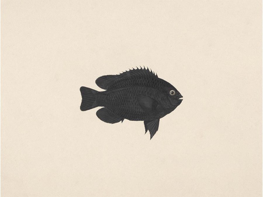 Fish XIX Vintage Art Print