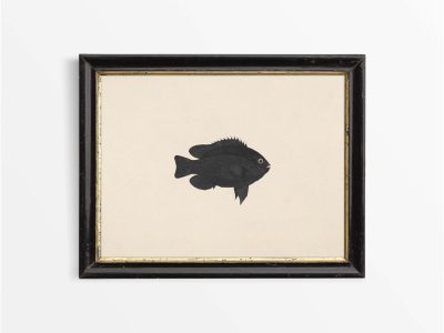 Fish XIX Vintage Art Print