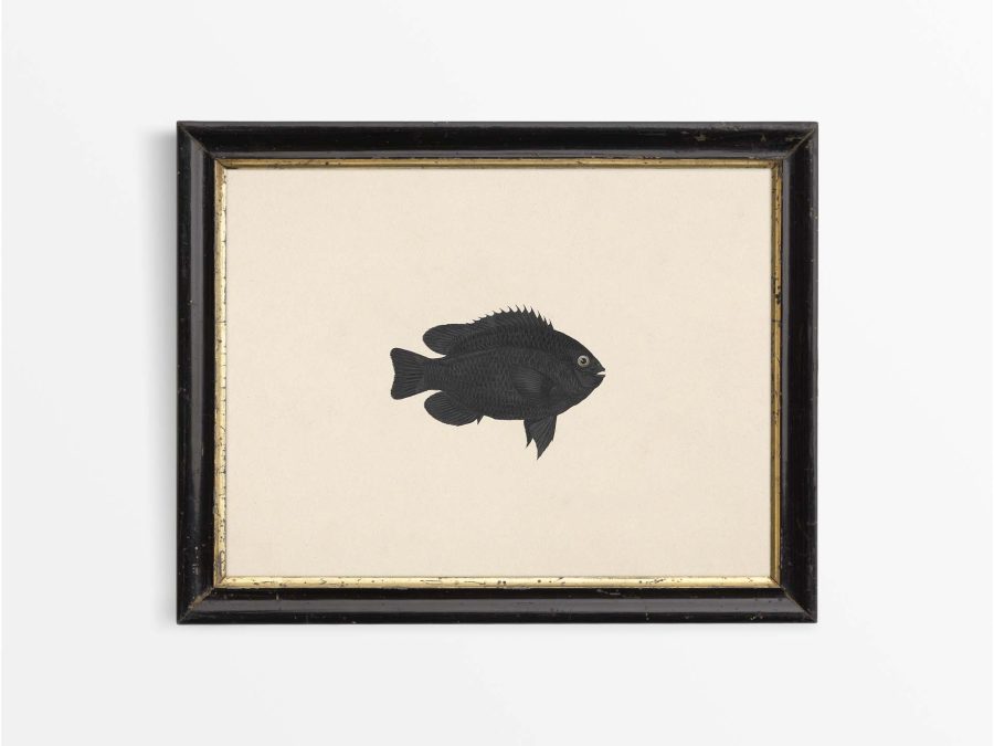 Fish XIX Vintage Art Print