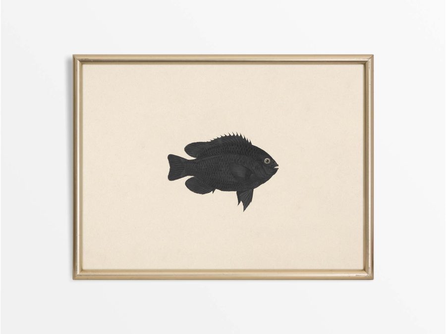 Fish XIX Vintage Art Print