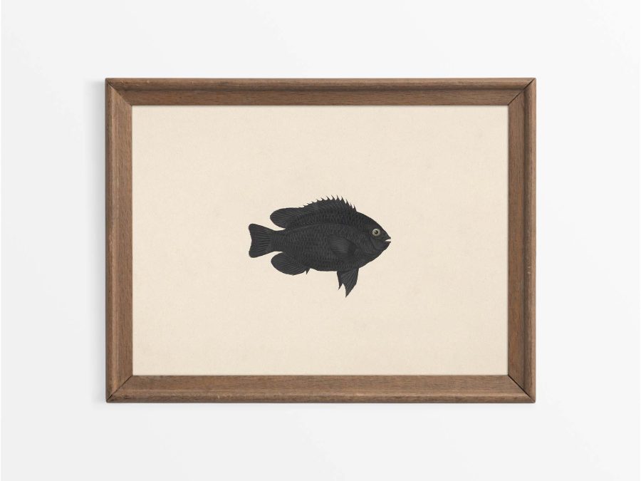 Fish XIX Vintage Art Print