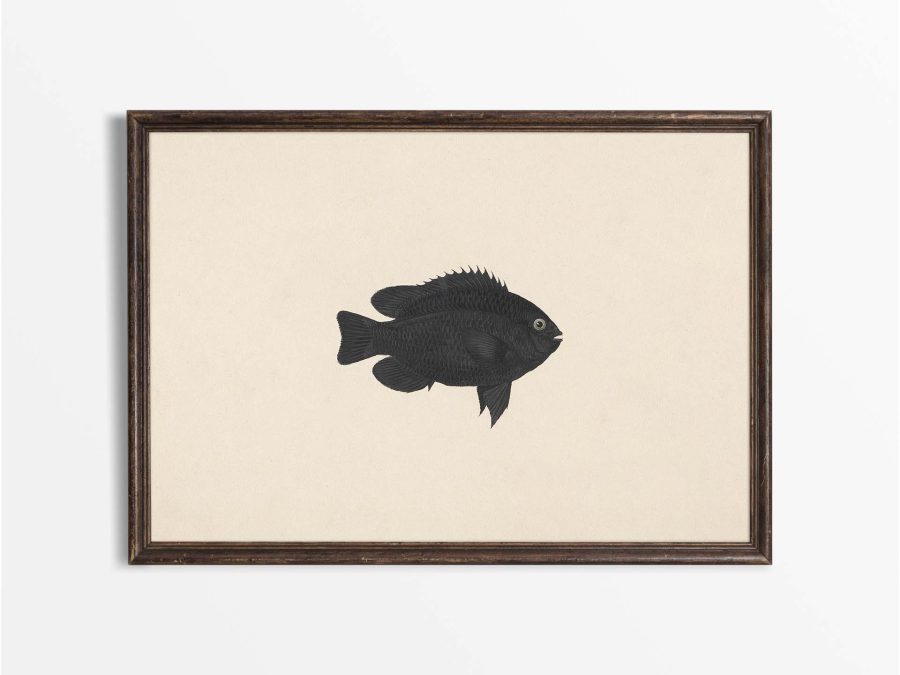 Fish XIX Vintage Art Print