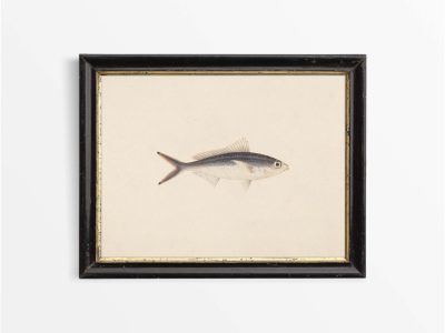 Fish XV Vintage Art Print