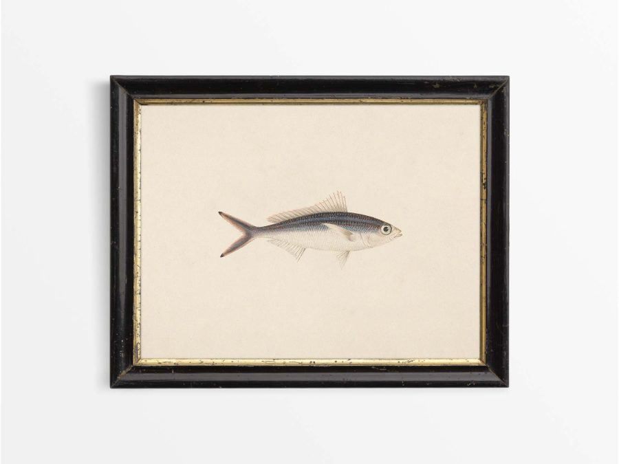 Fish XV Vintage Art Print