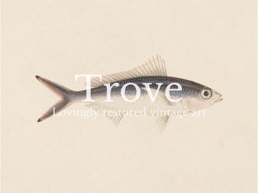 Fish XV Vintage Art Print