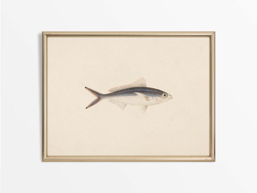 Fish XV Vintage Art Print