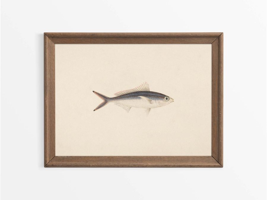 Fish XV Vintage Art Print