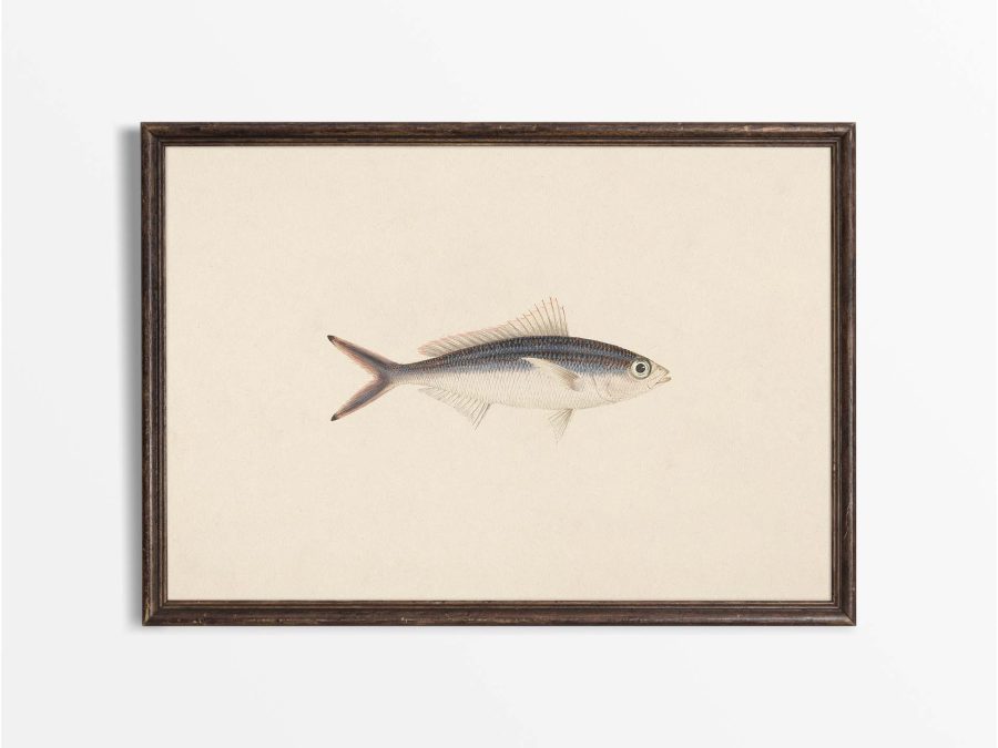 Fish XV Vintage Art Print