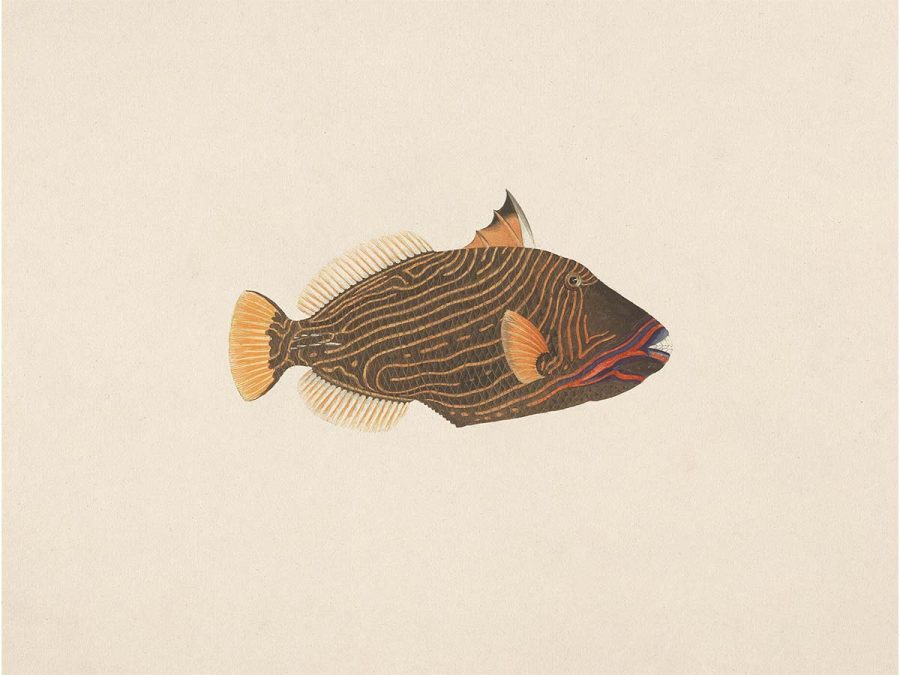 Fish XVI Vintage Art Print