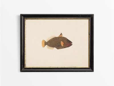 Fish XVI Vintage Art Print