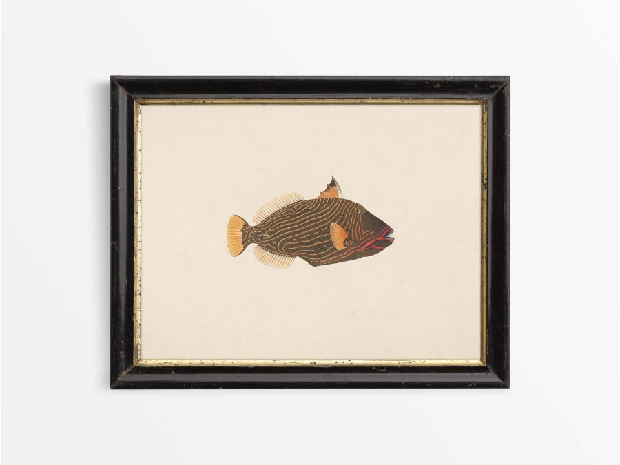 Fish XVI Vintage Art Print