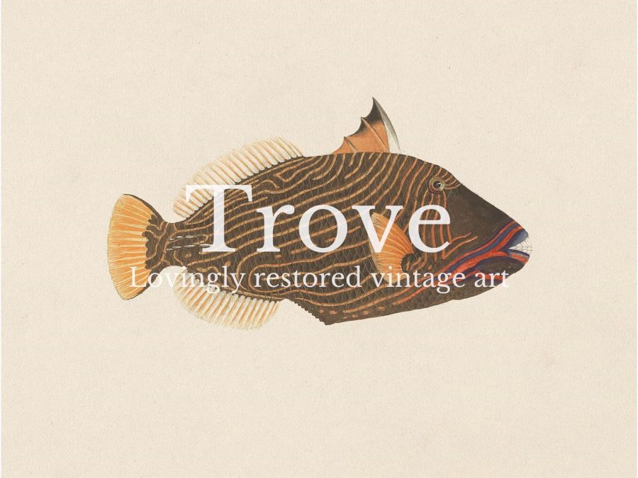 Fish XVI Vintage Art Print