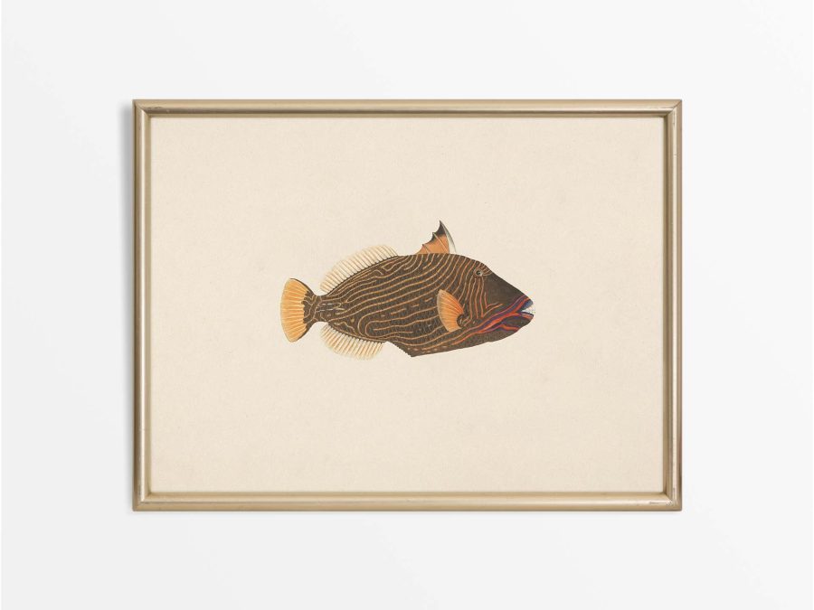 Fish XVI Vintage Art Print