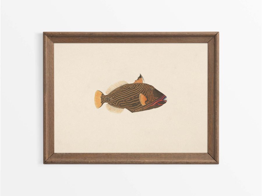 Fish XVI Vintage Art Print