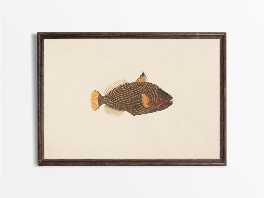 Fish XVI Vintage Art Print