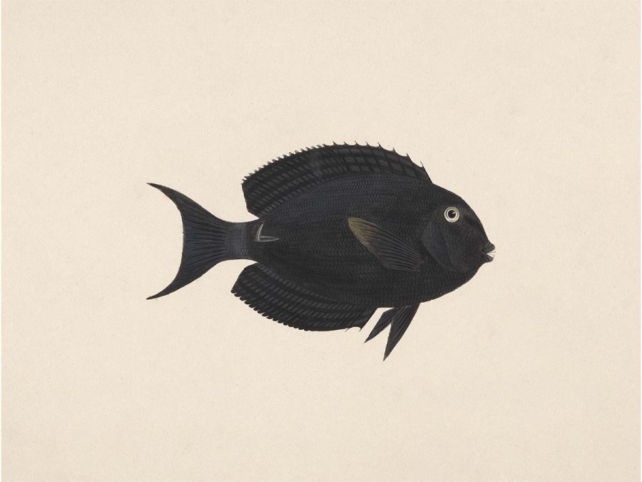 Fish XVII Vintage Art Print