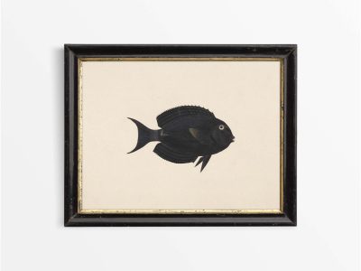 Fish XVII Vintage Art Print