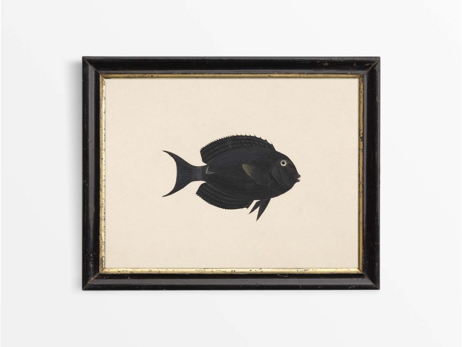 Fish XVII Vintage Art Print