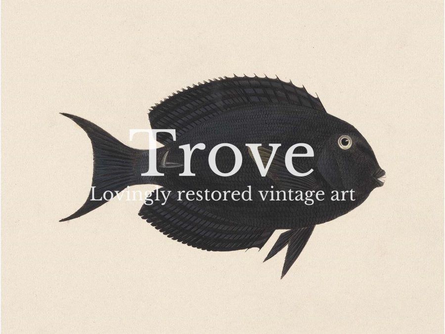 Fish XVII Vintage Art Print