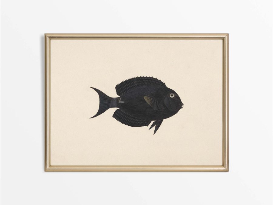 Fish XVII Vintage Art Print