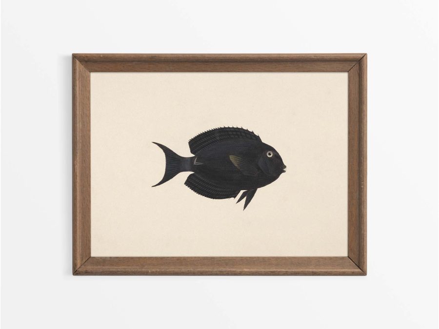 Fish XVII Vintage Art Print