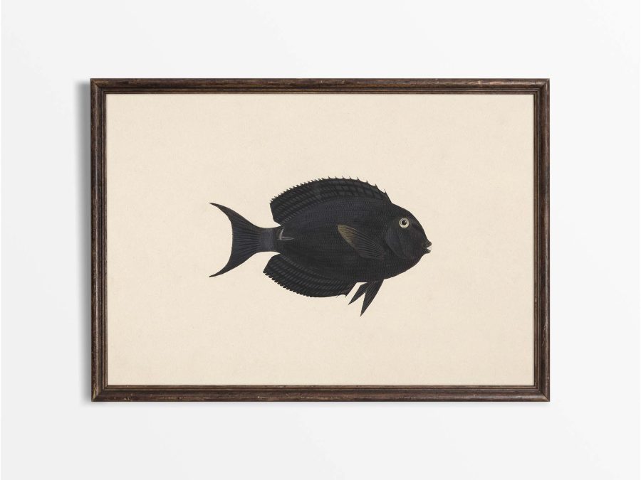 Fish XVII Vintage Art Print